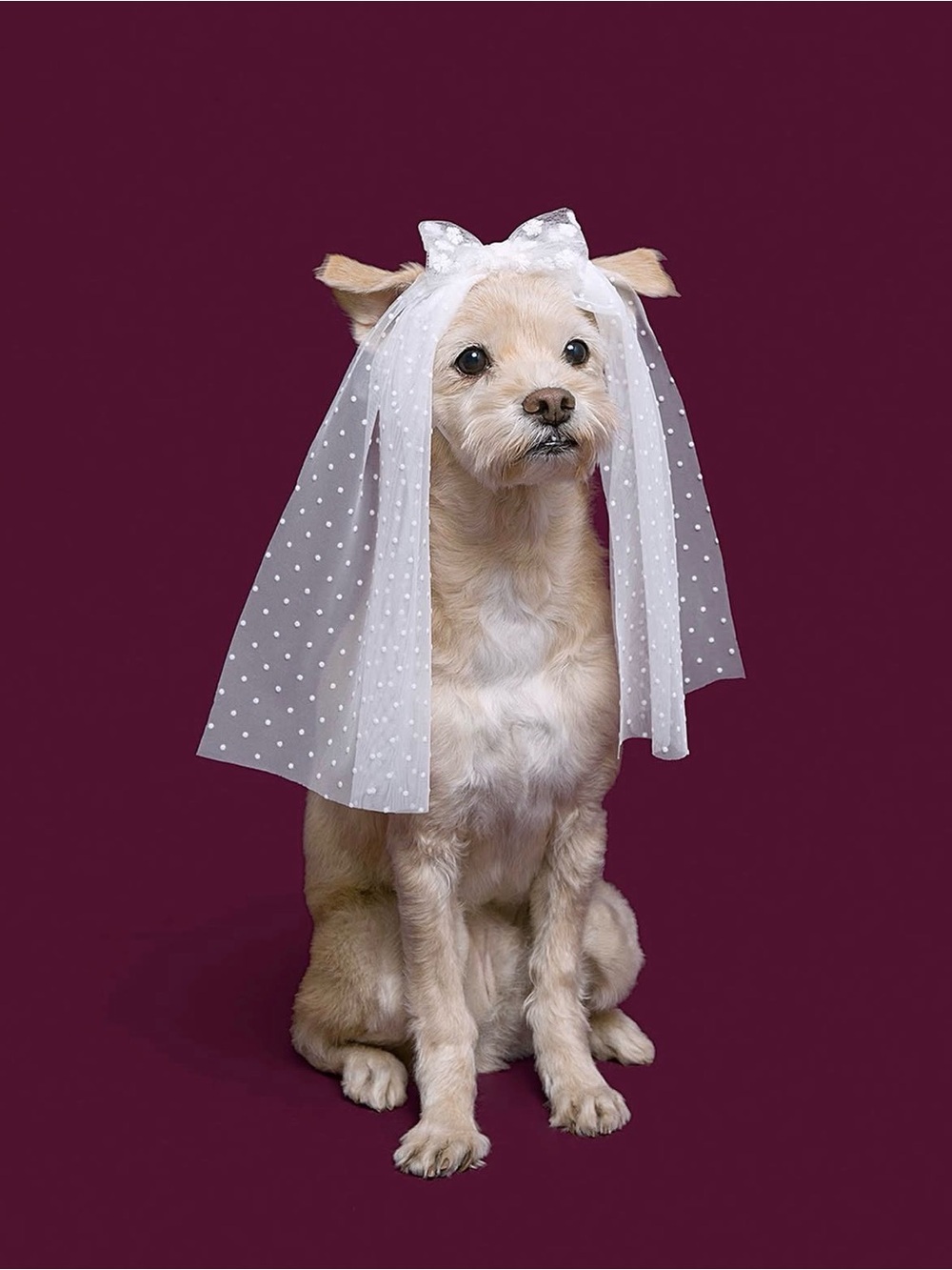 White Polka Dot Dog Veil Headband - Cute Pet Accessory